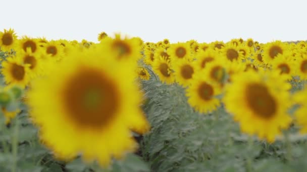 Подсолнечное поле летом на закате — стоковое видео