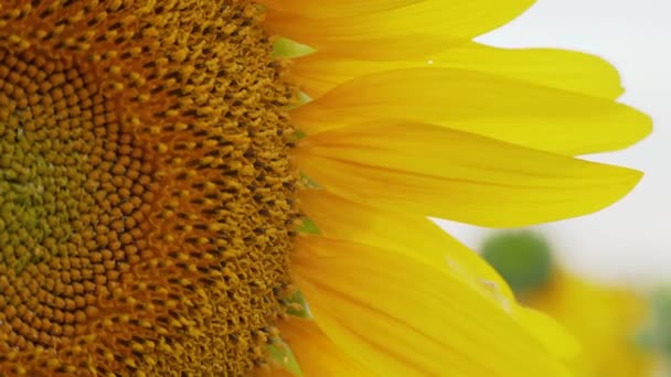 Campo de girasol en verano al atardecer — Vídeos de Stock