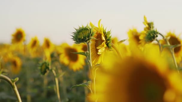 Campo de girasol en verano al atardecer — Vídeos de Stock