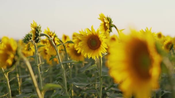 Campo de girasol en verano al atardecer — Vídeo de stock