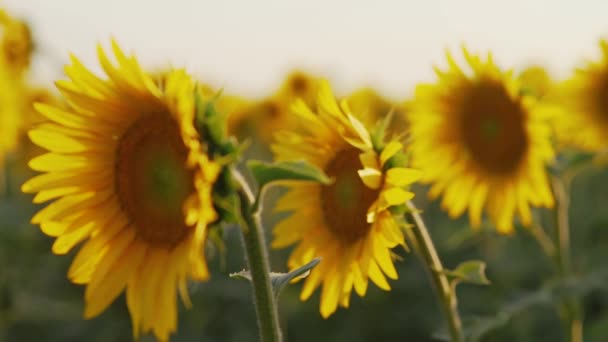 Campo de girasol en verano al atardecer — Vídeo de stock