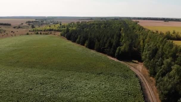 Krásná zemědělská krajina zelených řad v otevřeném poli kukuřice — Stock video