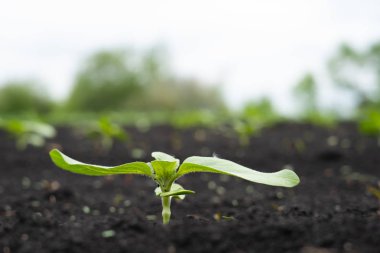 Ayçiçeği küçük genç filizleri ile Çiftçi alanı