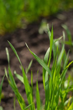 Buğday filizleri, yakın görüş tarlaları