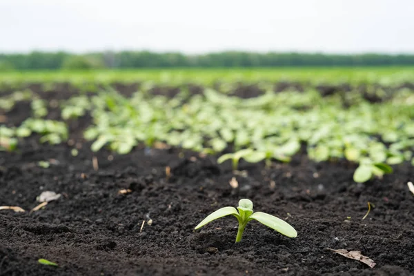 Campo de granjeros con pequeños brotes de girasol — Foto de Stock