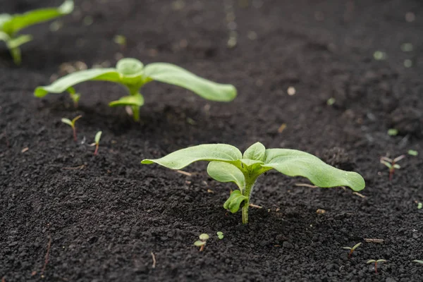 Planta cultivada de sementes de girassol verde pequeno cresceu do chão no campo — Fotografia de Stock