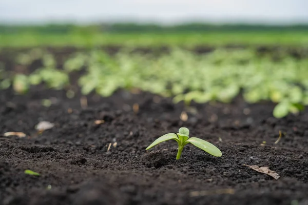 Campo de granjeros con pequeños brotes de girasol — Foto de Stock