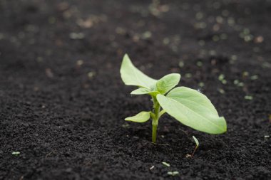 Ayçiçeği küçük genç filizleri ile Çiftçi alanı