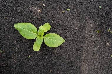 Ayçiçeği fide yeşil küçük yer alan üzerinde büyüdü