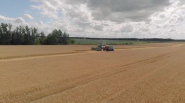 Buğday tarlasını hasat eden ekin biçme makinesini birleştirin. Tarım. Hava görüntüsü. Yukarıdan.