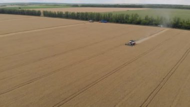 Buğday tarlasını hasat eden ekin biçme makinesini birleştirin. Tarım. Hava görüntüsü. Yukarıdan.