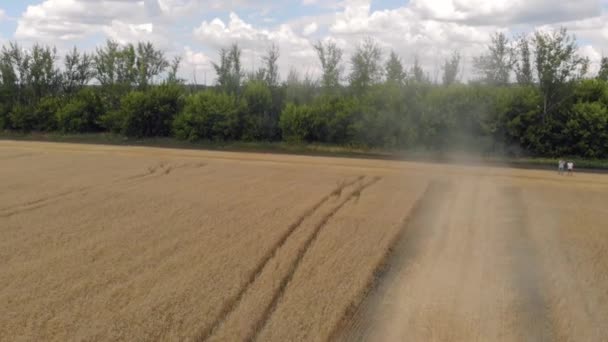 Mähdrescher Landmaschinen ernten goldene reife Weizenfelder. Landwirtschaft. Luftaufnahme. Von oben. — Stockvideo