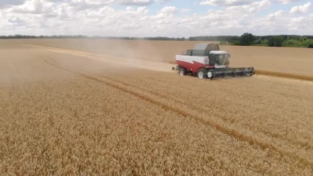 Combine harvester agriculture machine harvesting golden ripe wheat field. Agriculture. Aerial view. From above. — Stock Video