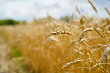 Altın buğday, doğal güneş ışığı ile arkadan aydınlatmalı sivri. Sığ dof ile Makro