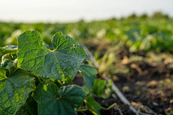 Crescimento de campo pepino verdes brotos de nutrição saudável — Fotografia de Stock