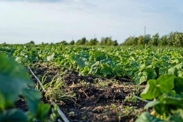 Crescimento de campo pepino verdes brotos de nutrição saudável — Fotografia de Stock