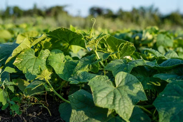 Crecimiento en el campo de pepinos verdes brotes de nutrición saludable — Foto de Stock