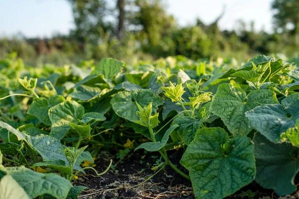 Field growth cucumber greens healthy nutrition sprouts