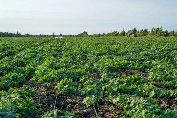 Зростання поля огіркової зелені здорове харчування паростків — стокове фото