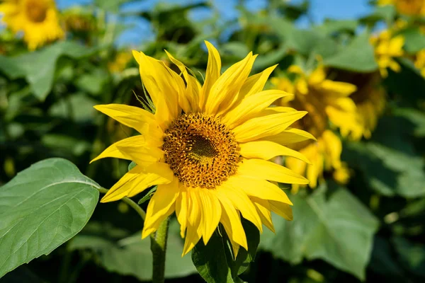 Slunečnicový květ. Uzavření slunečnicového pozadí přírodní — Stock fotografie