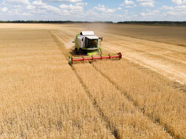 Yazın buğday hasadı. Tarlada altın olgun buğday toplama hasat tarım makinesi birleştirin. Yukarıdan görüntüle.