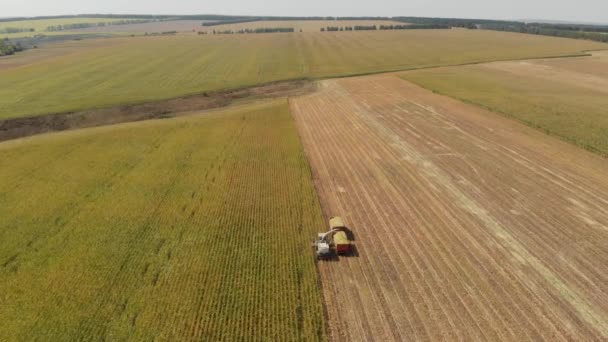 Sklizeň kukuřice a tahač v kukuřičném poli — Stock video