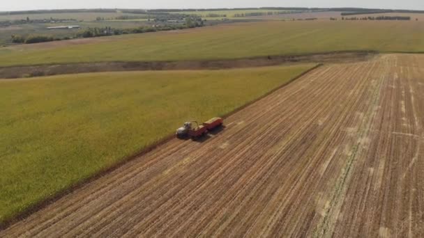 Harvest corn harvester and tractor in corn Silo Harvester Field — Stock Video