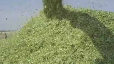 hasat hasat ürün mısır Silo Alanı hasat