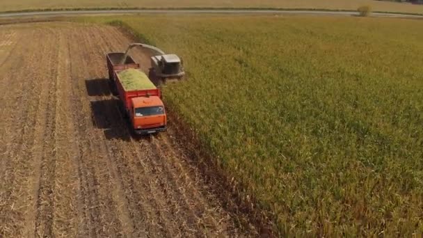 Harvester reaps crop corn Silo Field — Stock Video