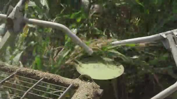 Harvester plukt vruchten gewas maïs silo veld — Stockvideo