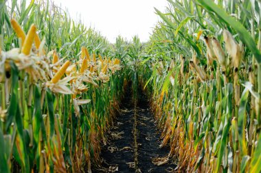 Baskılı sarı lot Mısır sahada koçan