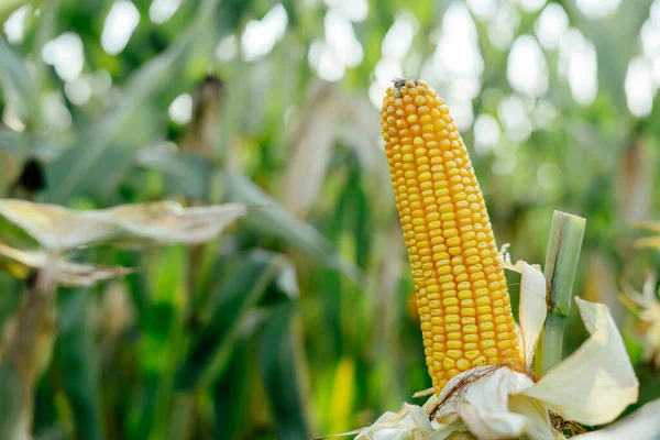 Yellow ear of corn in the field
