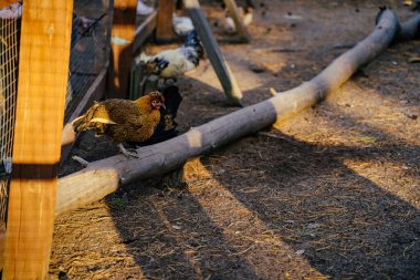 Ağıllarındaki organik tavuklar doğal yeşil