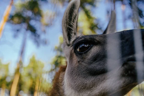 Cuerpo Lama fotografiado de cerca. Animal marrón claro, ojos grandes. Son mamíferos y herbívoros. Animales y naturaleza . — Foto de Stock