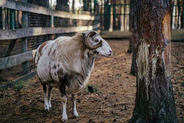 Grupo de Mouflons, Ovis gmelini u Ovis orientalis camina a través de una montaña — Foto de Stock