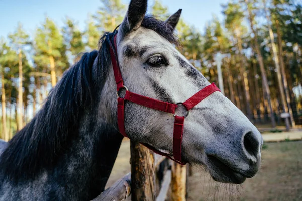 通りの角にある銃口グレーの馬のクローズアップ — ストック写真