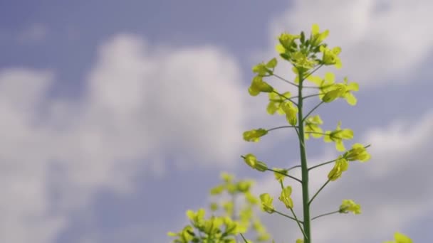 夏に油田で成長している開花菜種 — ストック動画