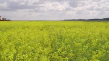 Kolza tohumu tarlası ve mavi gökyüzü olan manzara. Ön plana odaklan..