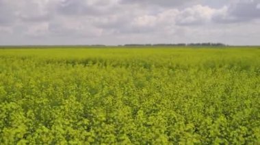 Kolza tohumu tarlası ve mavi gökyüzü olan manzara. Ön plana odaklan..