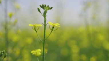 Çiçek açan tek bir kolza dalı, açan kanola, baharda sarı çiçekler.
