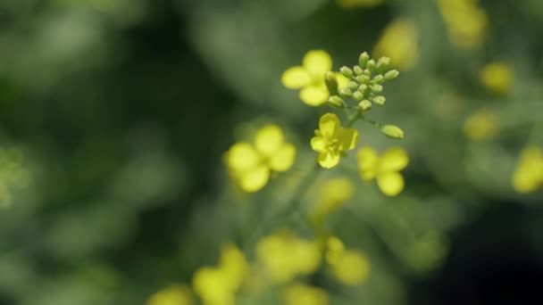 Ein einziger Zweig blühender Raps, blühender Raps, gelbe Blüten im Frühling — Stockvideo