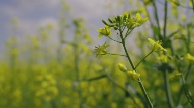 Çiçek açan tek bir kolza dalı, açan kanola, baharda sarı çiçekler.