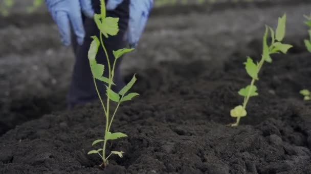 Sadzenie malin na otwartym terenie, zbliżenie — Wideo stockowe