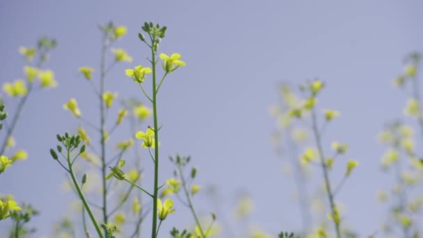 Una sola rama de colza en flor, canola en flor, flores amarillas en primavera — Vídeo de stock