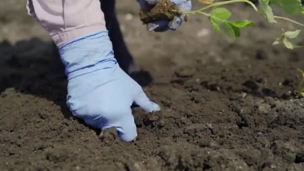 Посадка паростків малини в грунт з рукавичками на — стокове відео