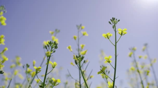 Un unico ramo di colza fiorita, colza fiorita, fiori gialli in primavera — Video Stock