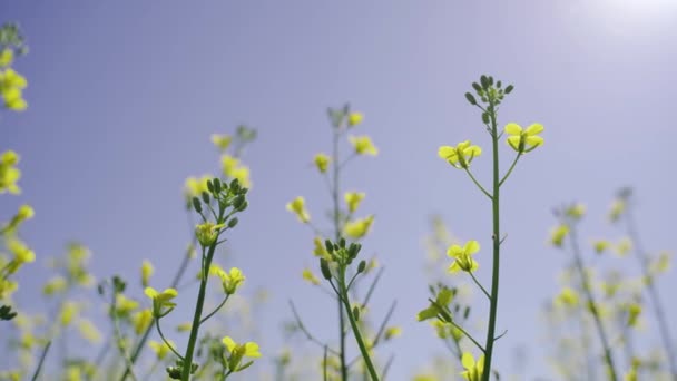 Une seule branche de colza en fleurs, canola en fleurs, fleurs jaunes au printemps — Video