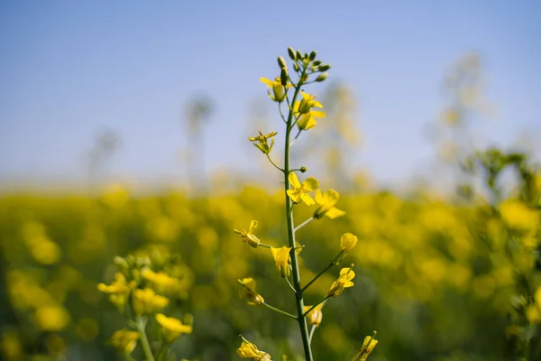 A single branch of blooming rapeseed, blooming canola, yellow flowers in spring — Stock Photo, Image