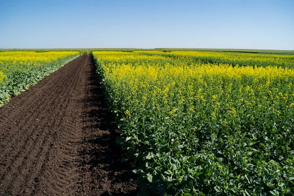 Paisagem com campo de colza e céu azul. Foco no primeiro plano . — Fotografia de Stock