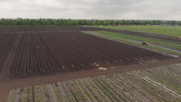 种植拖拉机鸟瞰后喷出的覆盆子芽 — 图库视频影像